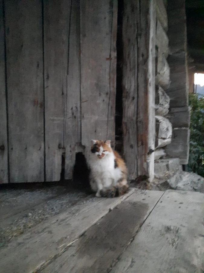 Appartement Muehlebnerhof Ramsau am Dachstein Kültér fotó